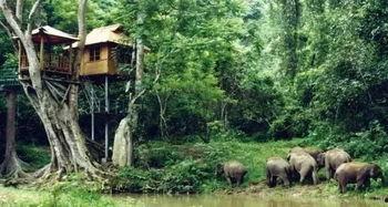 亚洲象出没野象谷